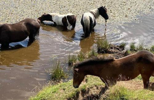 Cargibbitt Annexe - Foto 41