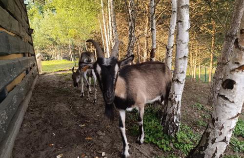 Agroturystyka Pod Pstrągiem - Foto 62
