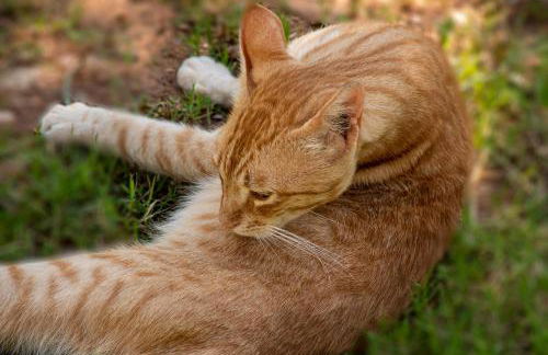 Lucia's Home - Foto 22