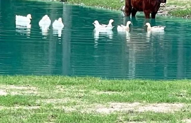 Stunning 1-bed Glamping Tent in Cleveland - Foto 33