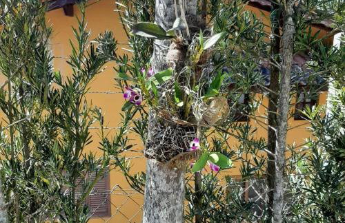 Chácara em Atibaia - Foto 31