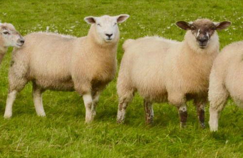 The Hideaway-South Downs National Park - Foto 30