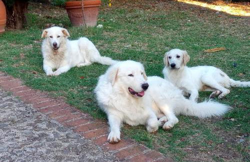 Deliziosa casa sull albero a 30 minuti da Roma - Foto 33