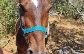 Hvar Mediterranean Ranch House - Foto 70