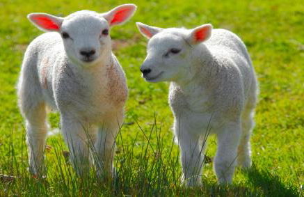 Loxley Barn, 1-bed Cottage Retreat - Photo 47