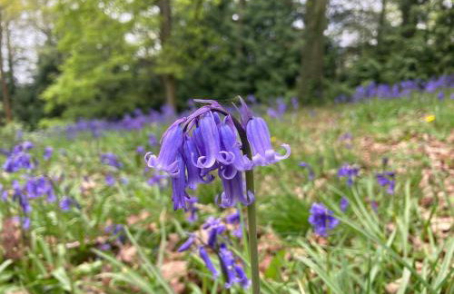 3 Guests - Pet Friendly - Grid Tree-House - Foto 23