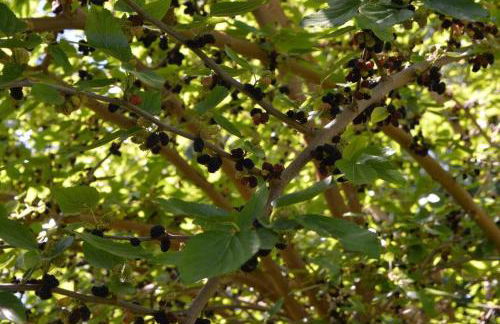 Rectoría de Castellar - Foto 38