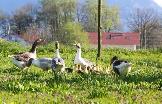 Zaißlhäusl Hof Ferienwohnungen - Photo 40