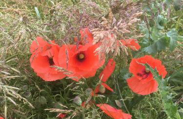 High Oak Holiday Cottage - Foto 32