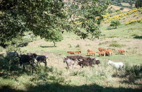 Feudo Galefona - Foto 53