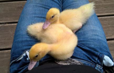 Funny-Farm - Foto 37