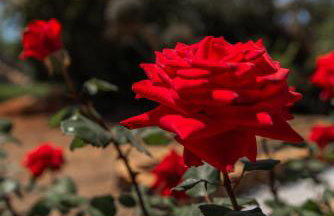 The Beach House - Foto 6