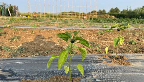 Casa il sorbo - Foto 2