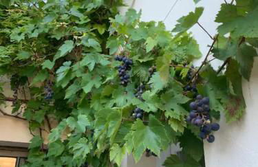 Appartement spacieux et élégant avec jardin - Foto 13