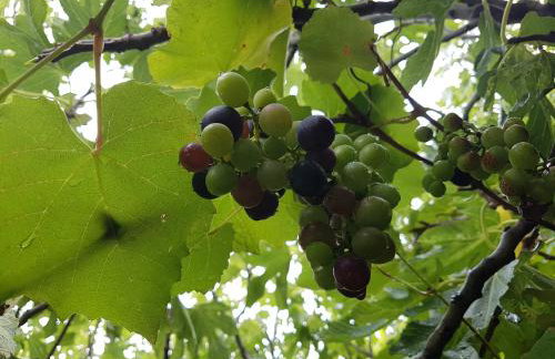 Romantic Apartment Sonja, Beachfront - Foto 48