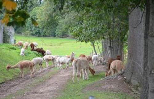 Ferienhaus Alpaka Glück - Foto 35