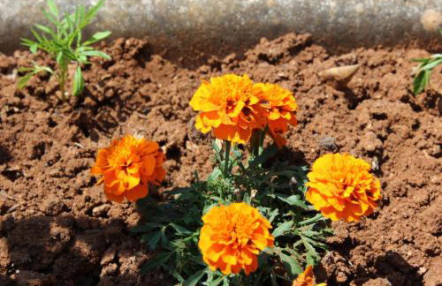 Apartments Seka - Foto 22