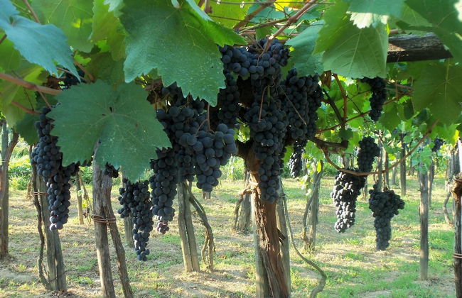 Agriturismo A Veggia Vigna - Foto 20