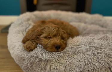 Lagnaha Cottage - Foto 38