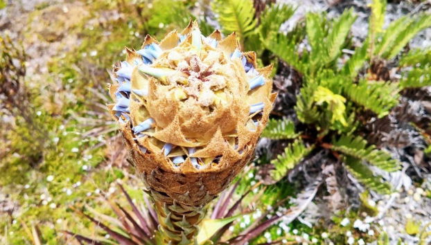 Flora del Páramo de Sumapaz