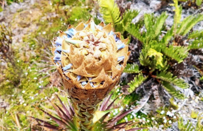 Páramo de Sumapaz Trip - Photo 4