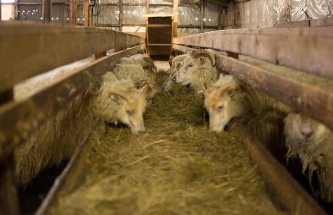 Bragdavellir Cottages - Foto 56