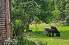 Ferienwohnung Wiesmoor - Ranch - Foto 1
