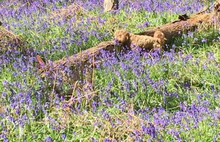 Linden Suite - Foto 45