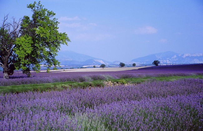 Village Vacances Le Richelme - Foto 9