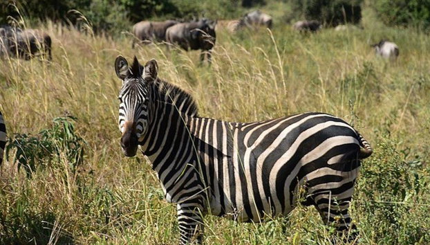 Parque Nacional Tarangire - Excursión privada de día completo - Foto 4