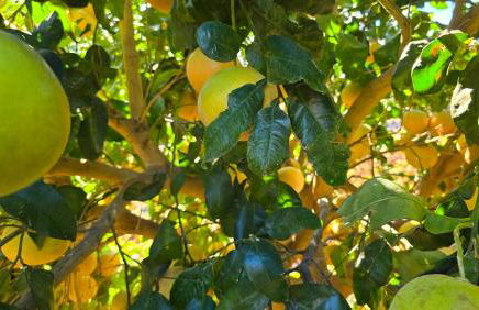 Galeón Ossorio Vistas Panoramicas - Foto 29