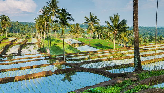 Meio Dia nas Colinas e Terraços de Arroz - Tour Privado - Foto 3