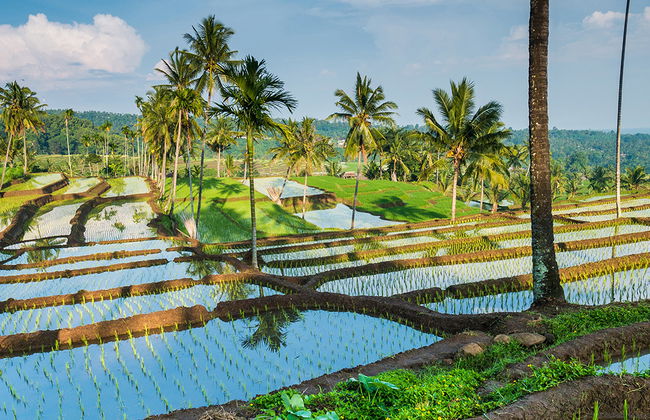 Meio Dia nas Colinas e Terraços de Arroz - Tour Privado - Foto 3