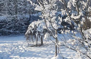 Anni's Waldblick - Foto 18