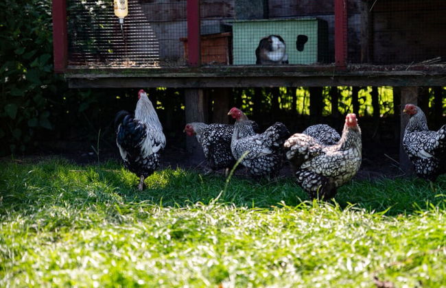 Anchorage Darss Modern Retreat - Foto 29