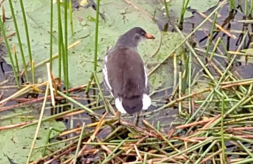 Deixe a energia fluir e contaminar suas férias. - Foto 71