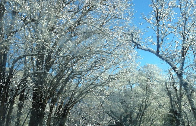 Treehouse by the Stream - Photo 22