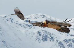 Morigglhof - Foto 17