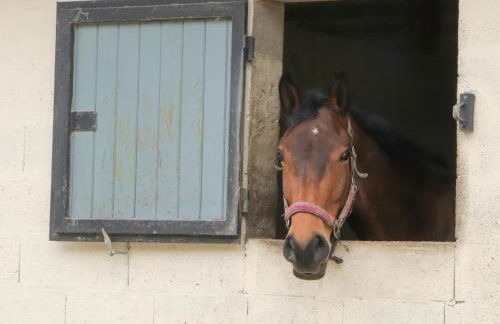 Maison restaurée dans élevage de chevaux, WIFI, Animaux admis - FR-1-497-239 - Foto 13