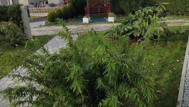 Ferienwohnung Schmidt - Foto 5, Garden