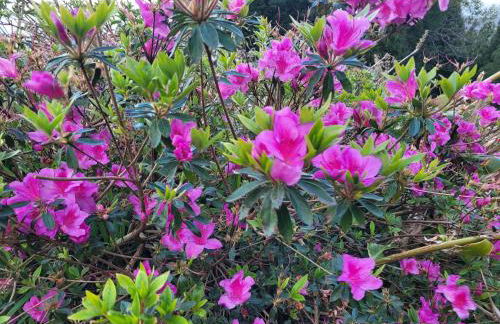 Casa das Azorinas - Foto 41