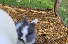 D&B staycation Ferienpark - Foto 59