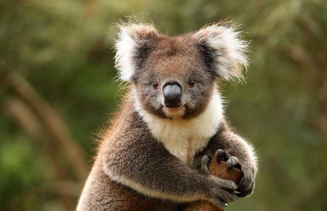 Melbourne Unlimited Attractions Pass - Foto 1