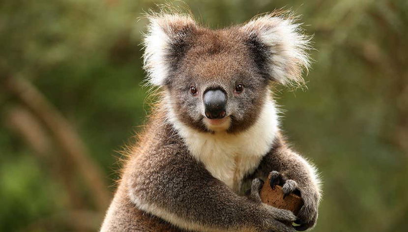 Melbourne Flexi Attractions Pass - Foto 3