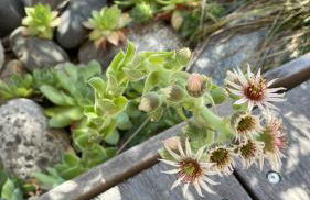 Maison Candau - Foto 7