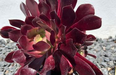 Sombra de Guanapay - Foto 33