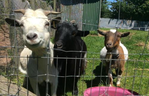 Leverets - Squirrel Lane Lodges Ludlow - Photo 13