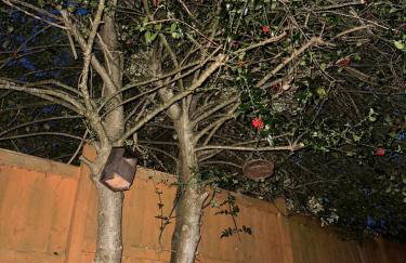 Holly Tree Cottage in Glastonbury - Foto 14