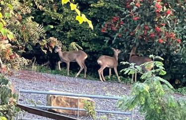 The Pines Treehouse at Treetops Hideouts - Foto 25