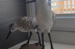 Ritchie selfcatering - Foto 13